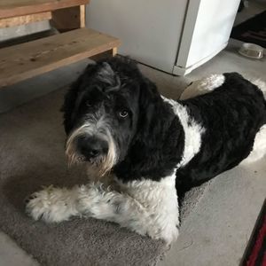 Meet your Posher, Sherry